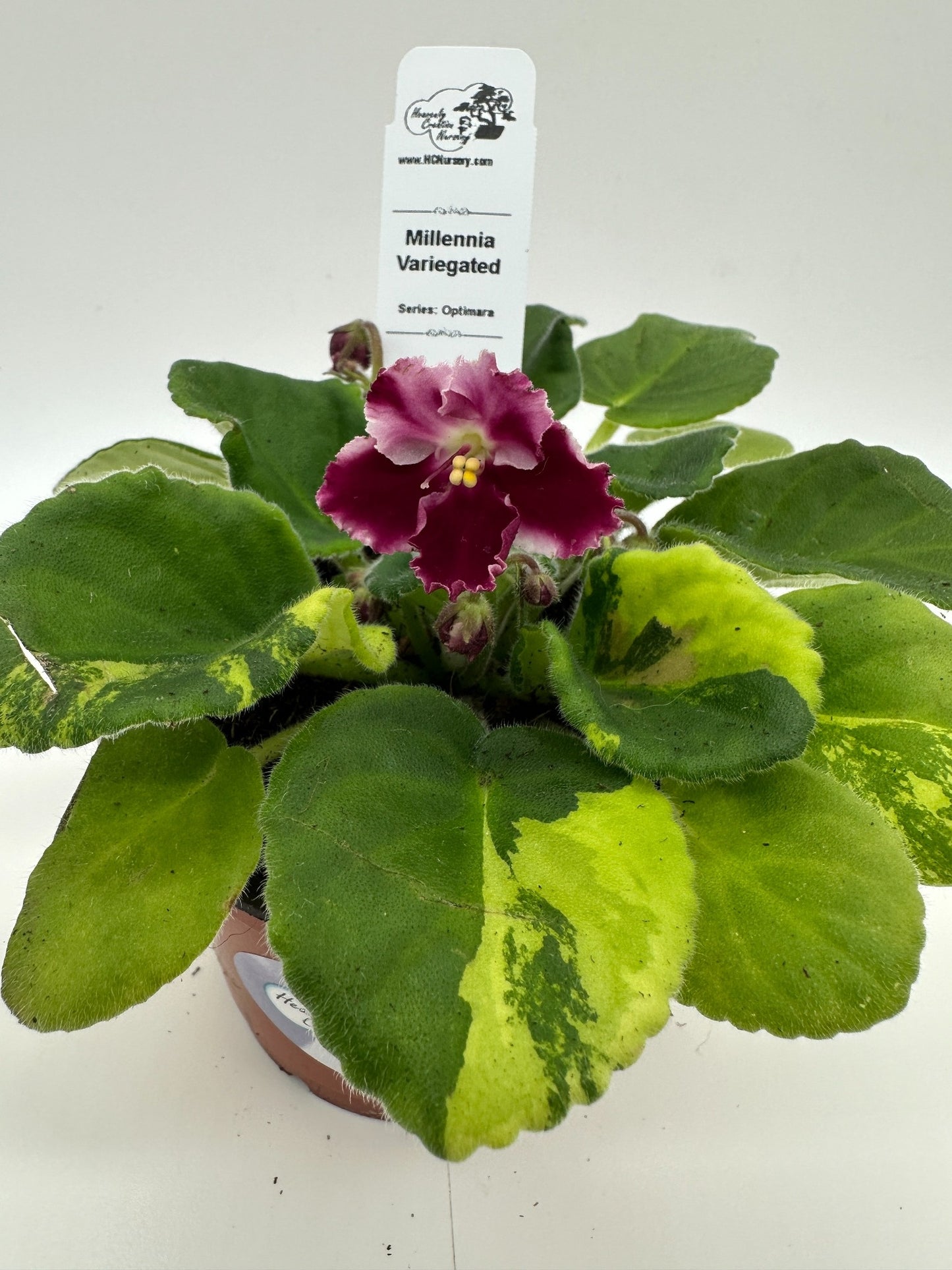 Millennia - Variegated (Rare) - Live African Violet 4" - Series: Optimara