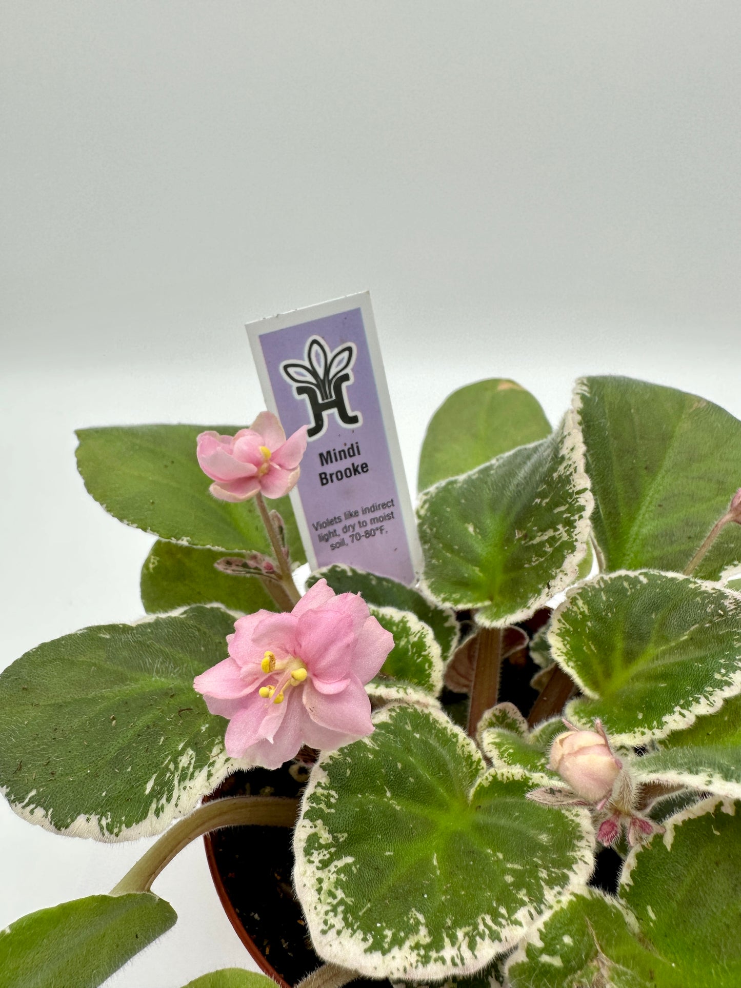 Mindi Brooke - Live African Violet 4"