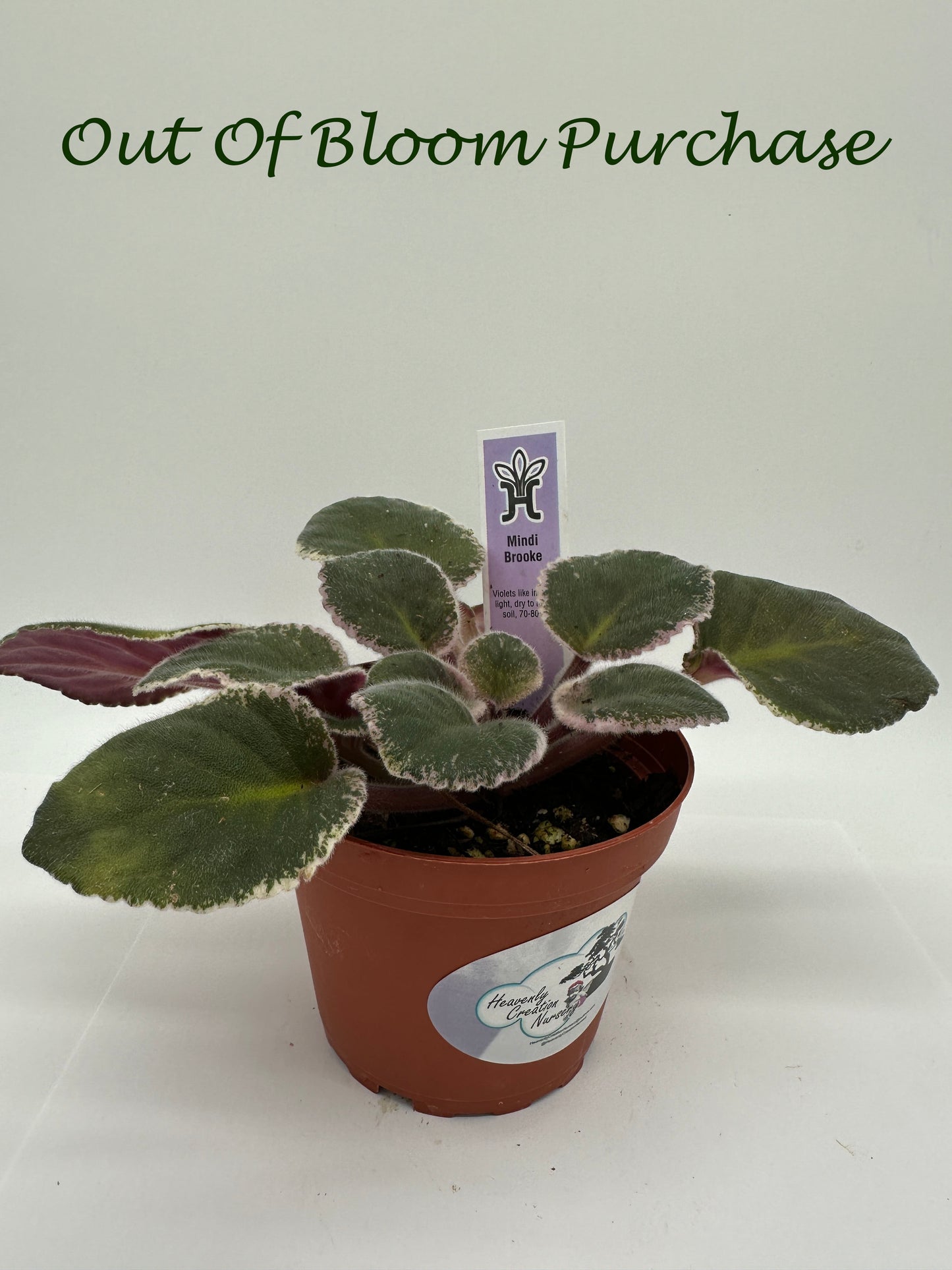 Mindi Brooke - Live African Violet 4"