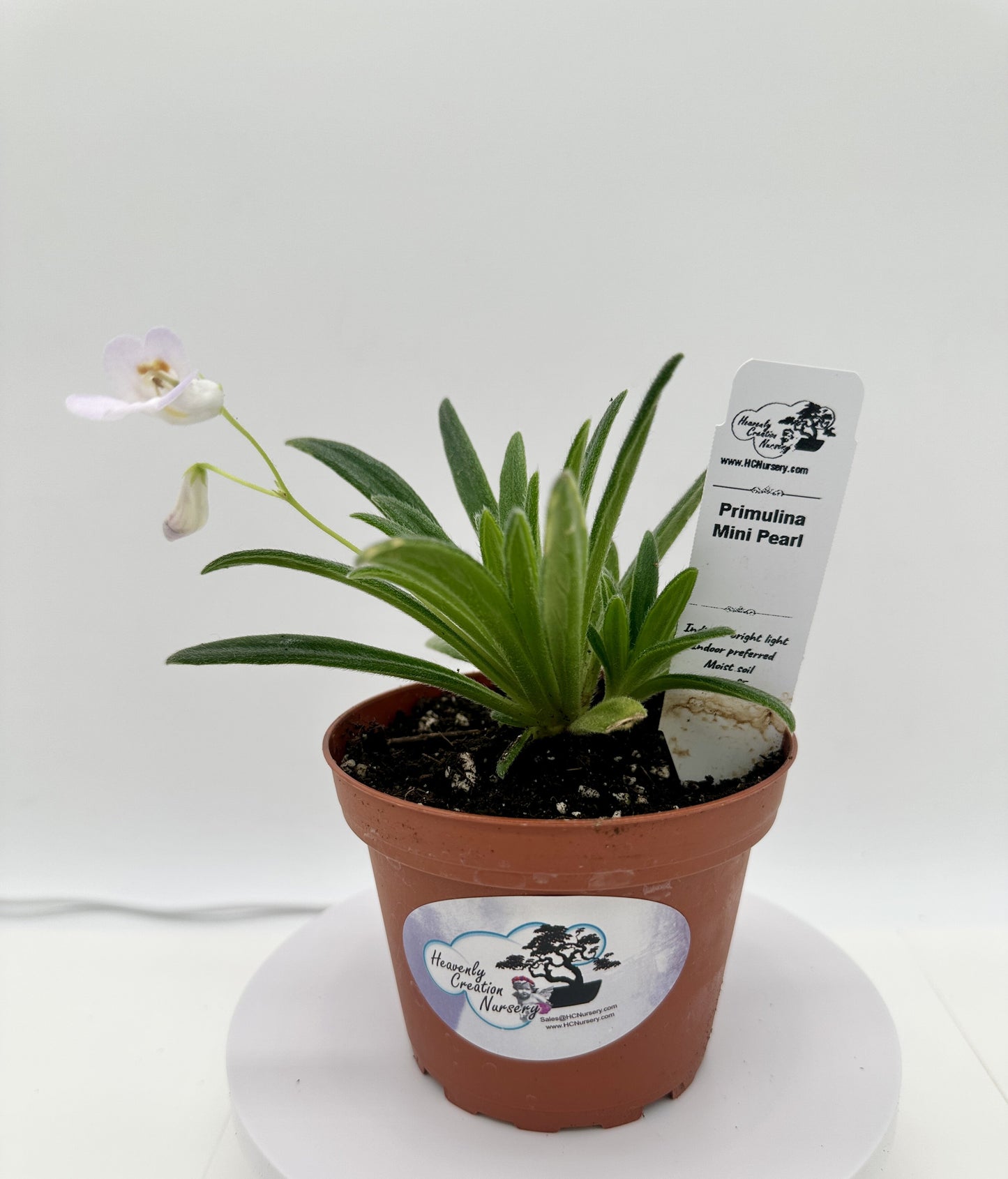 Mini Pearl Asian Violet (Primulina) - Live Plant 4"