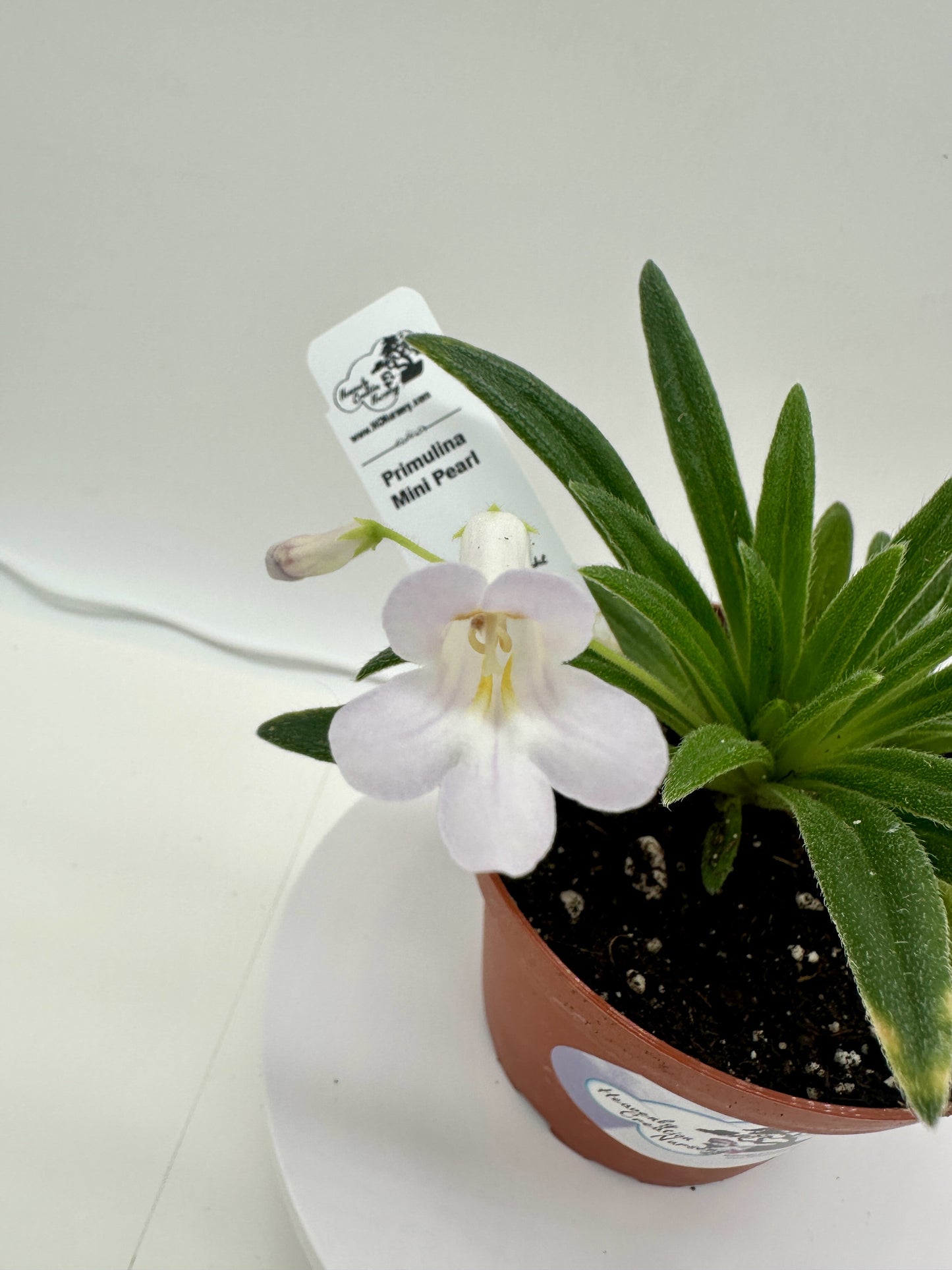 Mini Pearl Asian Violet (Primulina) - Live Plant 4"