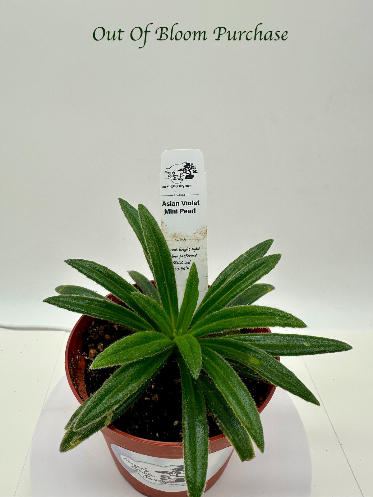 Mini Pearl Asian Violet (Primulina) - Live Plant 4"