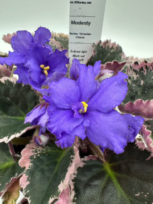 Modesty - Live African Violet 4" - Series: Victorian Charm