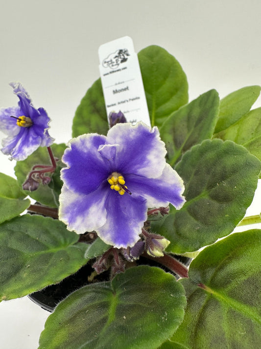 Monet - Live African Violet 4" - Series: Artist's Palette