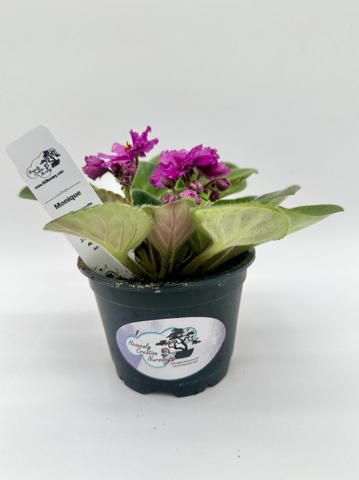 Monique - Live African Violet 4" - Series: Rhapsodie