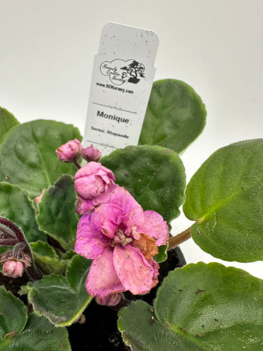 Monique - Live African Violet 4" - Series: Rhapsodie