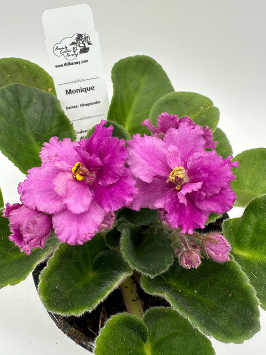Monique - Live African Violet 4" - Series: Rhapsodie