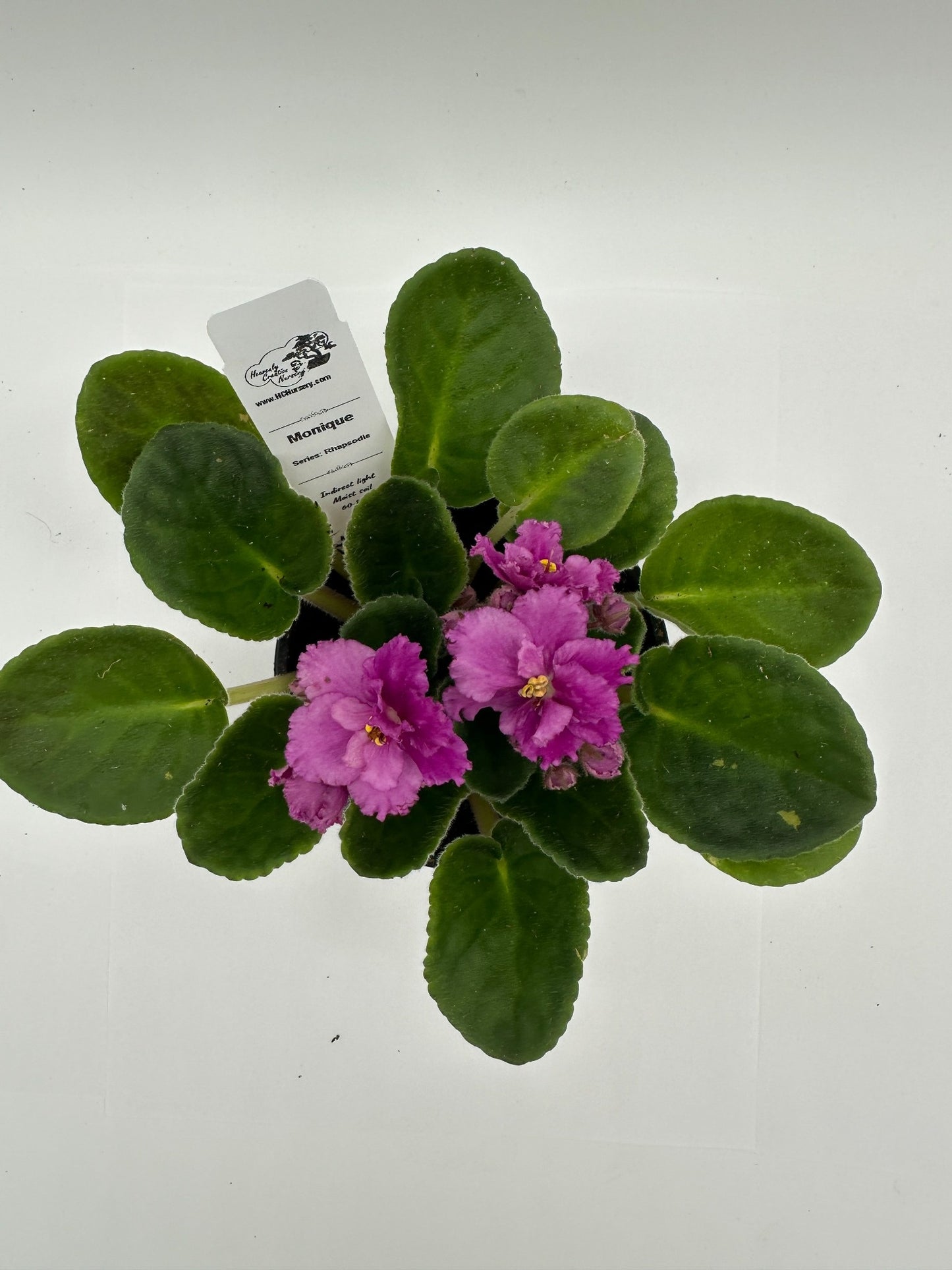 Monique - Live African Violet 4" - Series: Rhapsodie