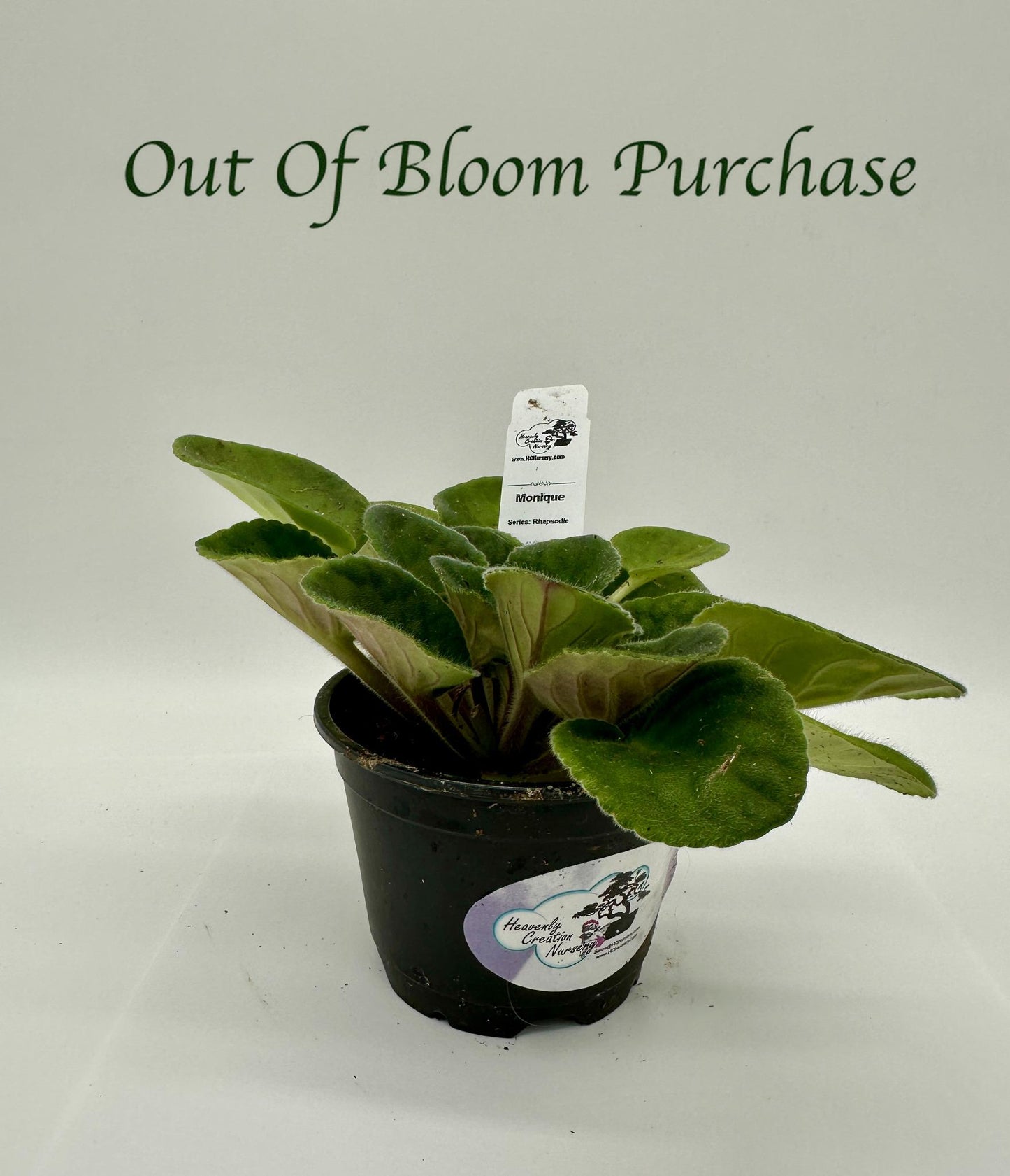 Monique - Live African Violet 4" - Series: Rhapsodie