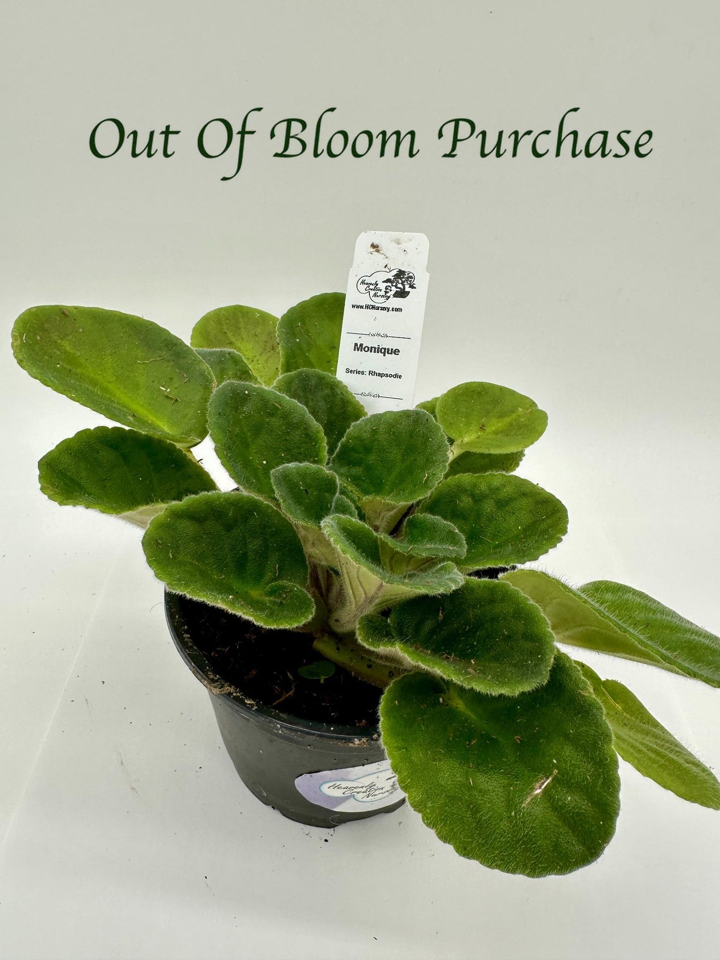 Monique - Live African Violet 4" - Series: Rhapsodie