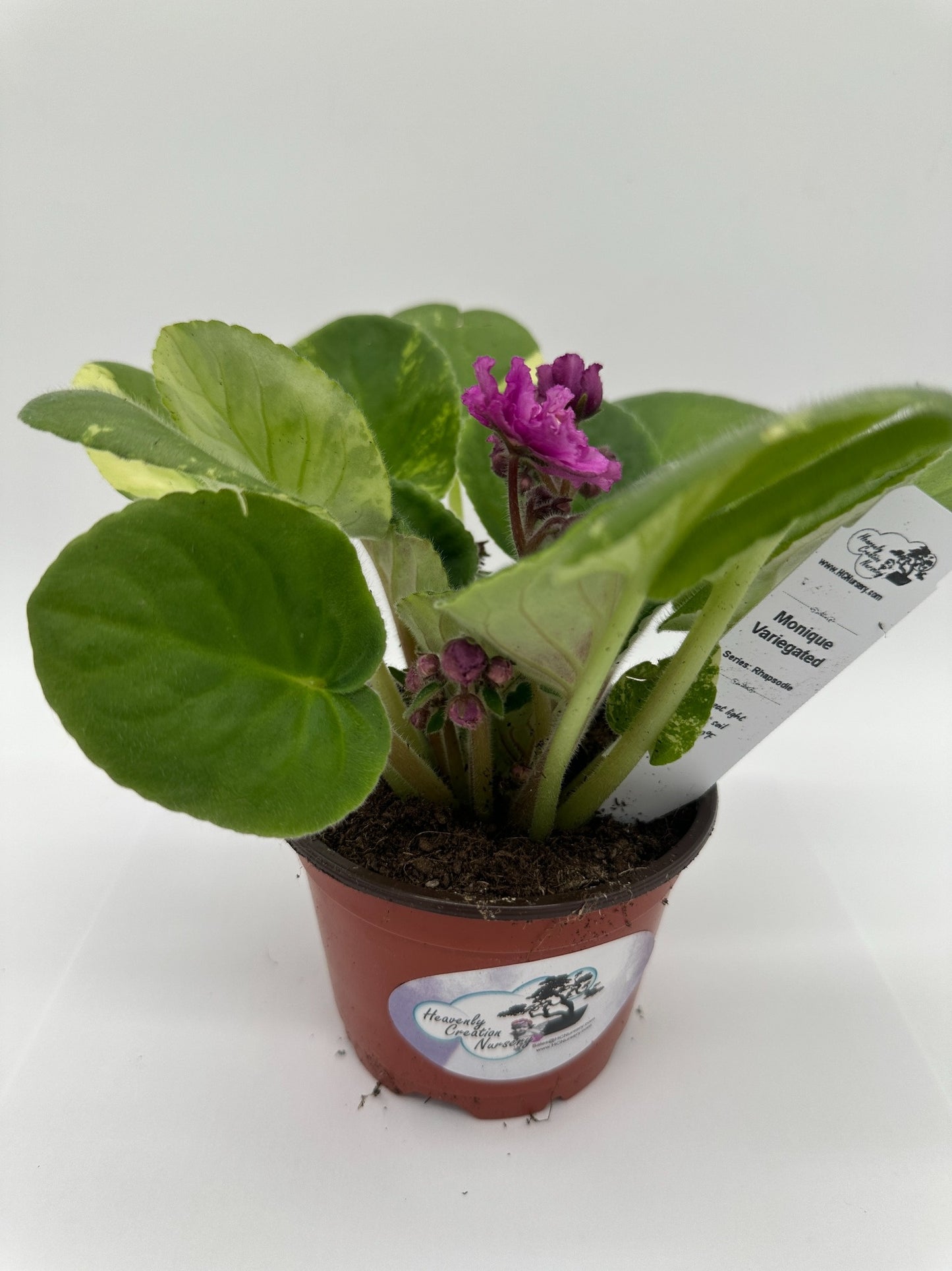 Monique - Variegated (Rare) - Live African Violet 4" - Series: Rhapsodie