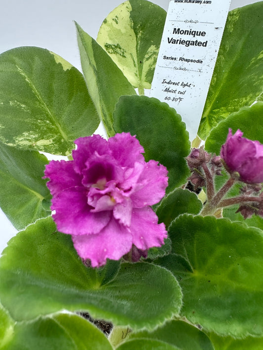 Monique - Variegated (Rare) - Live African Violet 4" - Series: Rhapsodie