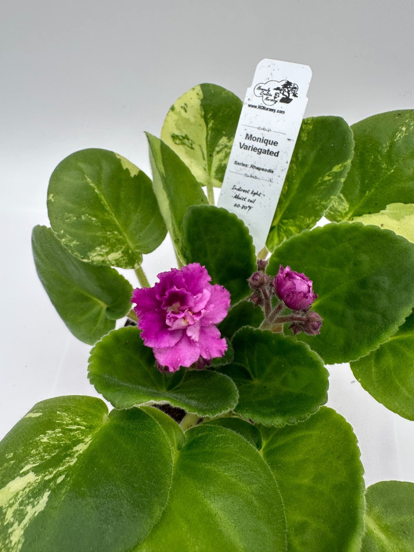 Monique - Variegated (Rare) - Live African Violet 4" - Series: Rhapsodie