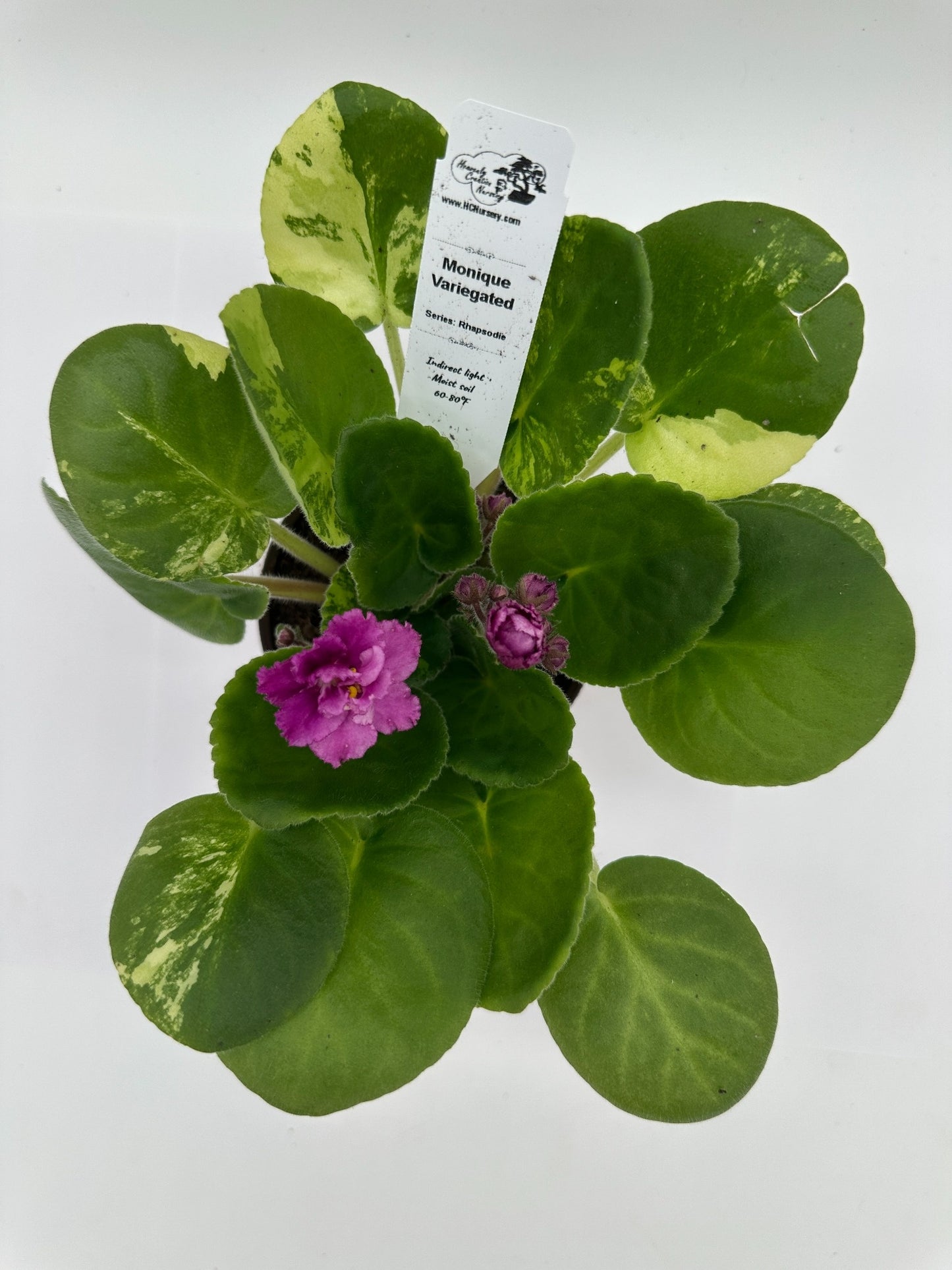 Monique - Variegated (Rare) - Live African Violet 4" - Series: Rhapsodie