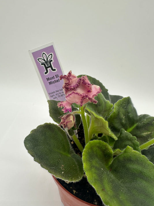 Mont St. Michel - Live African Violet 4"