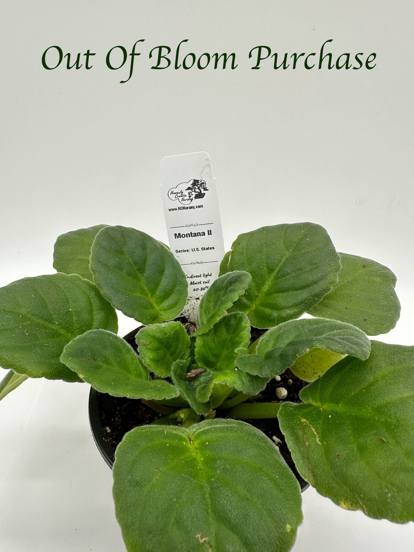 Montana II - Live African Violet 4" - Series: U.S. States