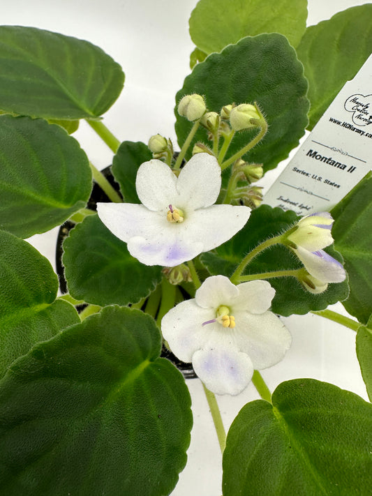 Montana II - Live African Violet 4" - Series: U.S. States