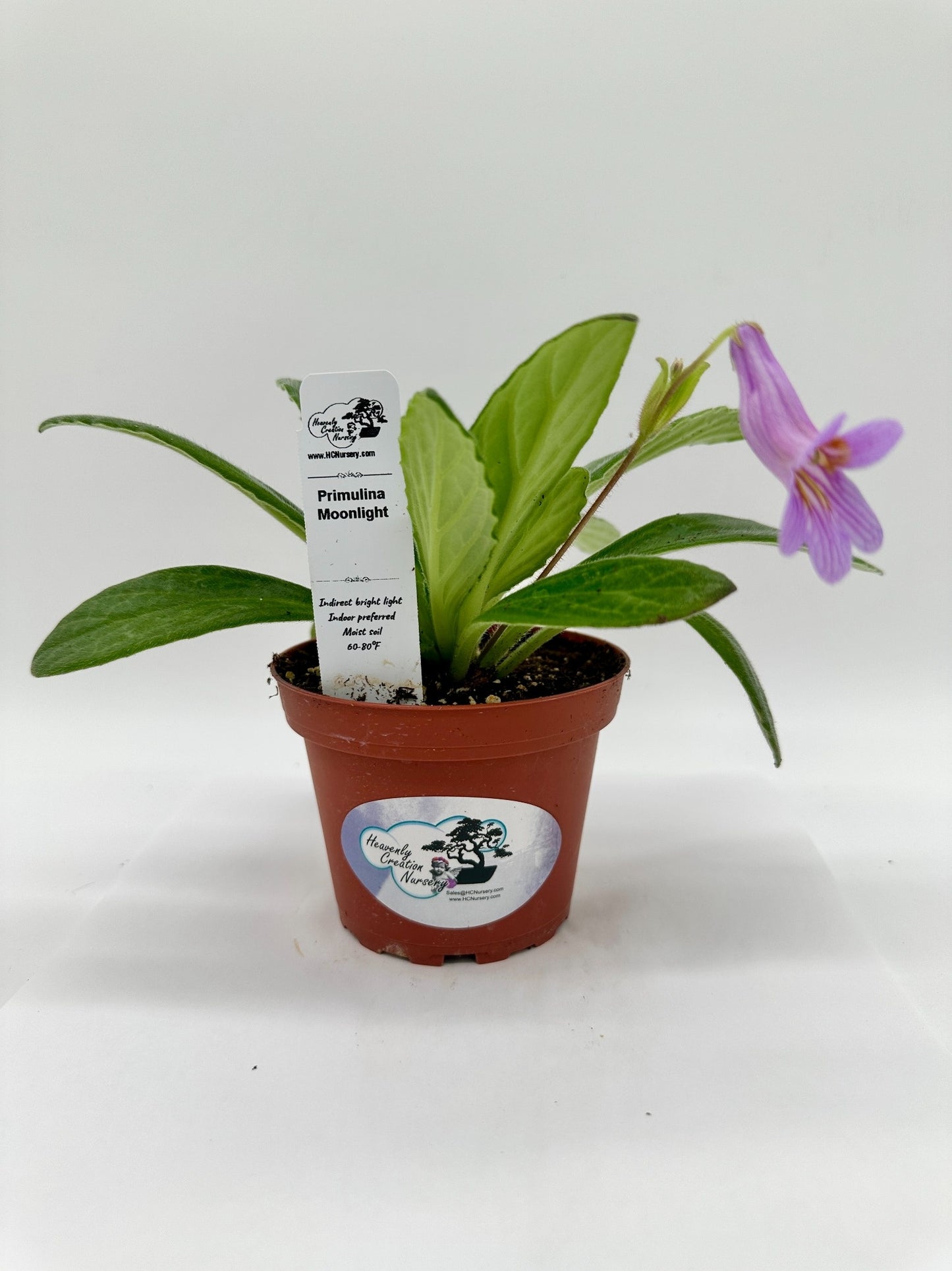 Moonlight Primulina (Asian Violet) - Live Plant 4"