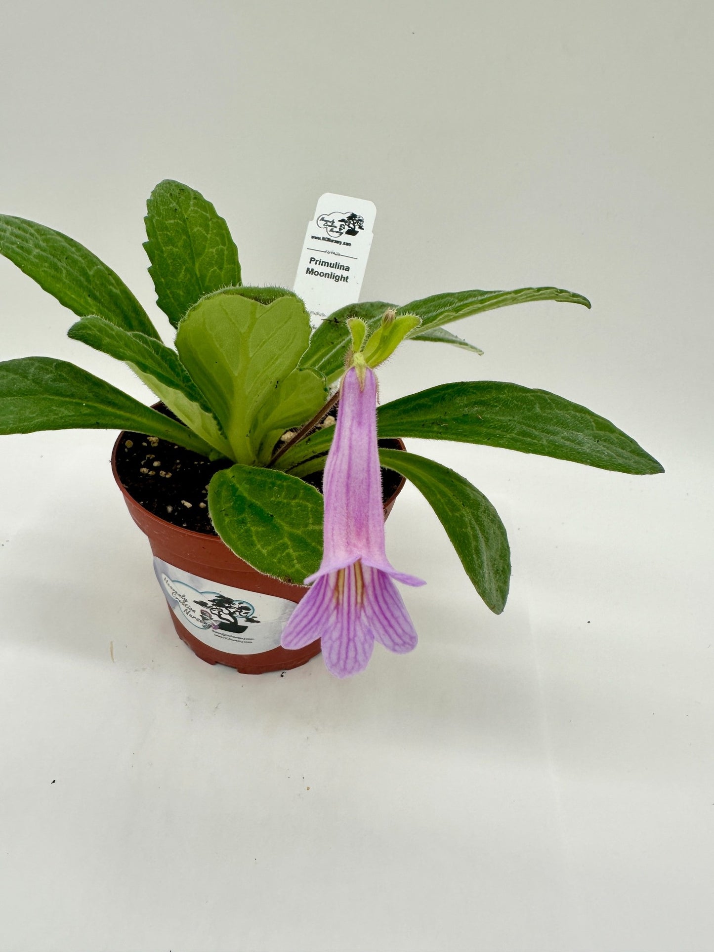 Moonlight Primulina (Asian Violet) - Live Plant 4"