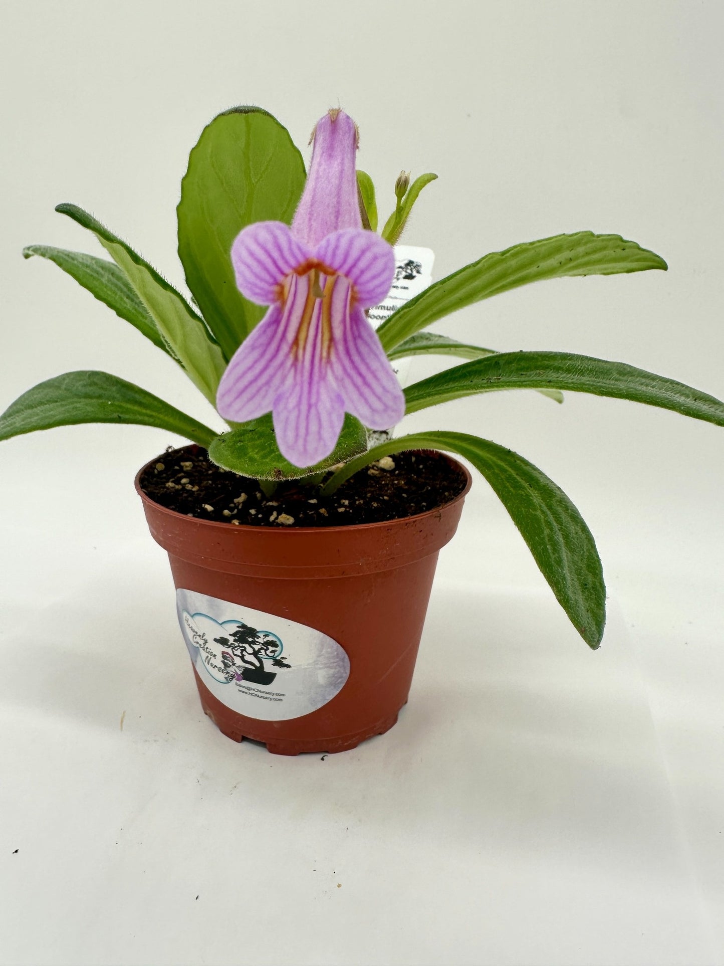 Moonlight Primulina (Asian Violet) - Live Plant 4"