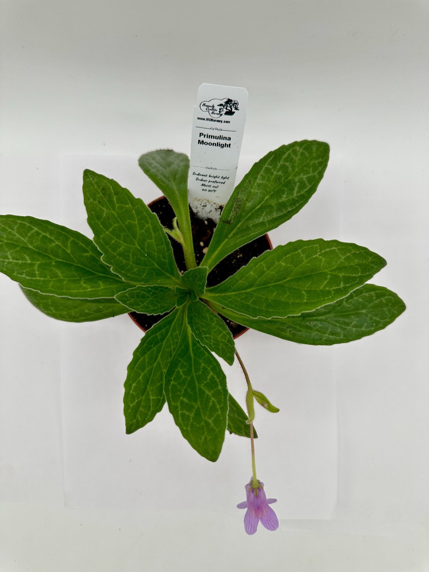 Moonlight Primulina (Asian Violet) - Live Plant 4"