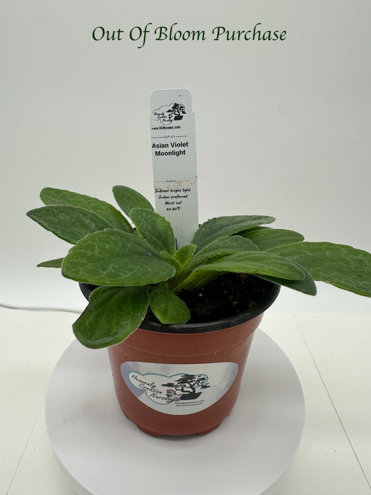 Moonlight Asian Violet (Primulina) - Live Plant 4"