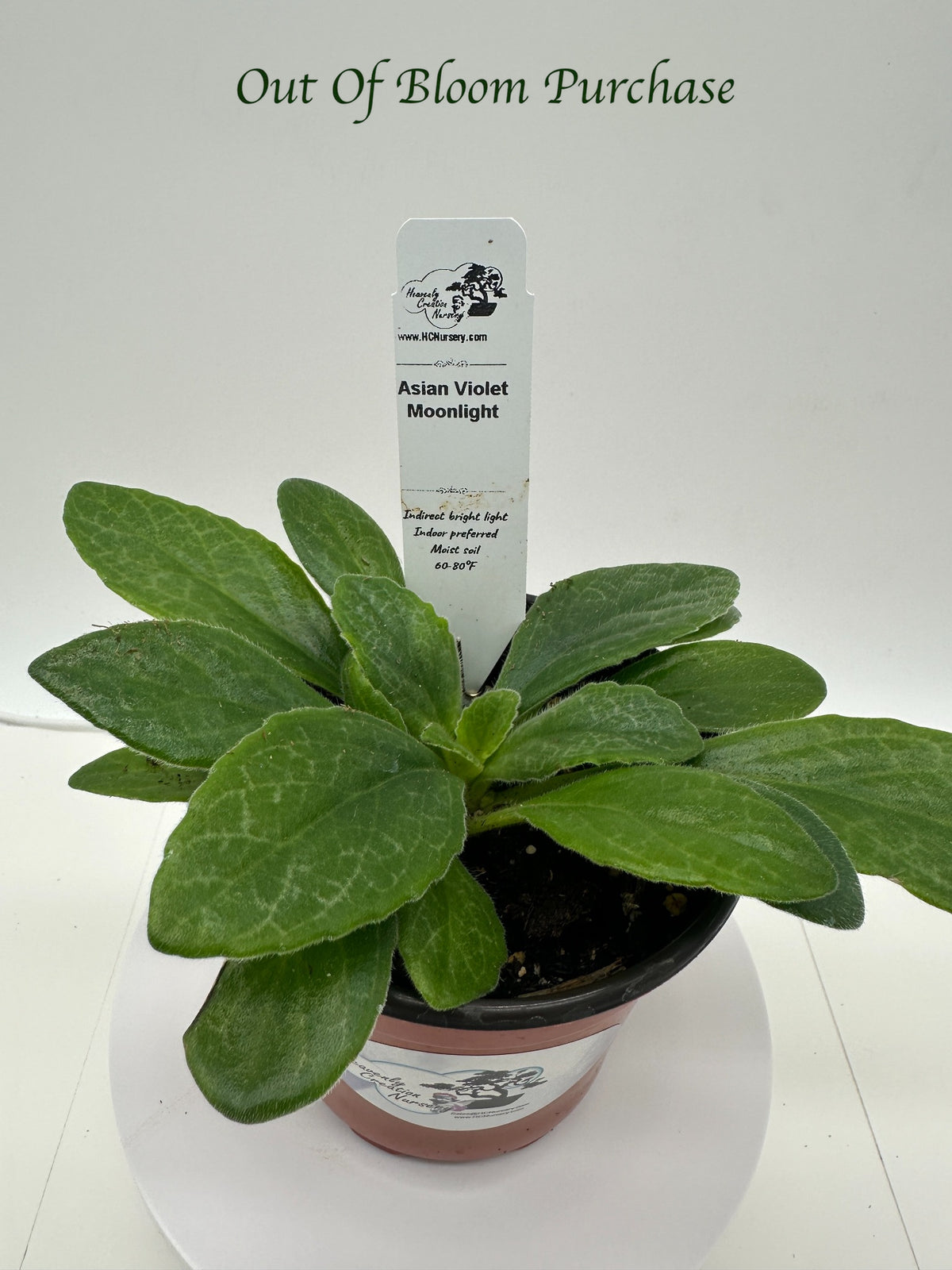 Moonlight Asian Violet (Primulina) - Live Plant 4"