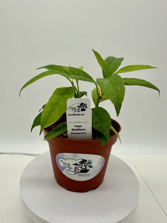 MultiFlora (Shooting Star) - Live Hoya 4"