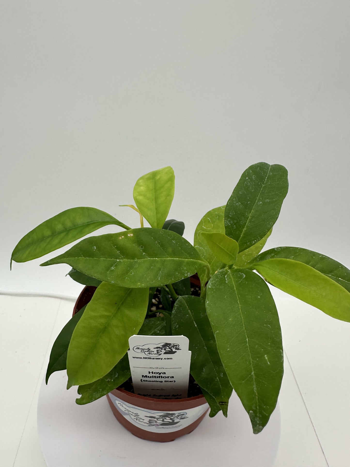 MultiFlora (Shooting Star) - Live Hoya 4"