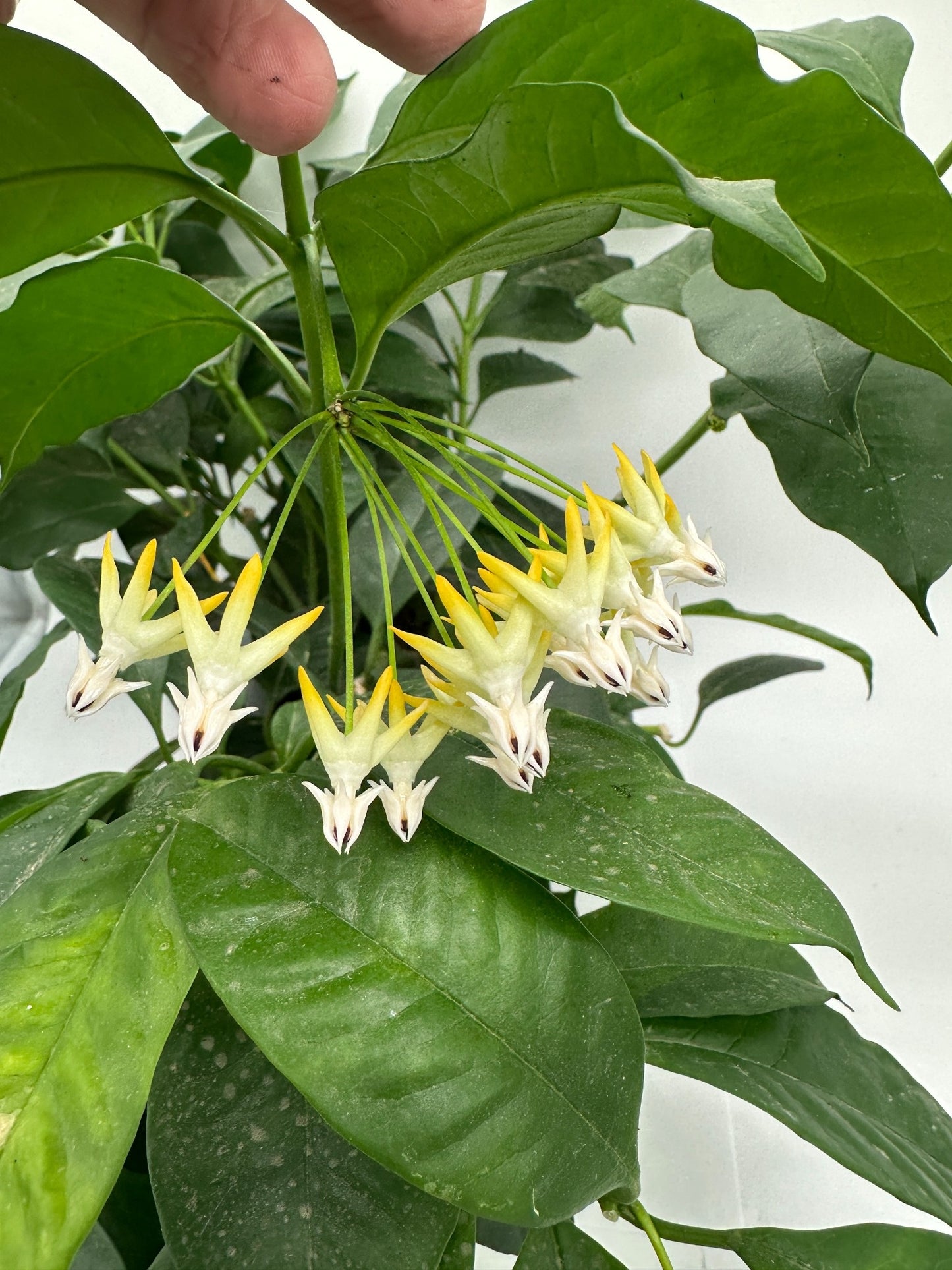 MultiFlora (Shooting Star) - Live Hoya 4"