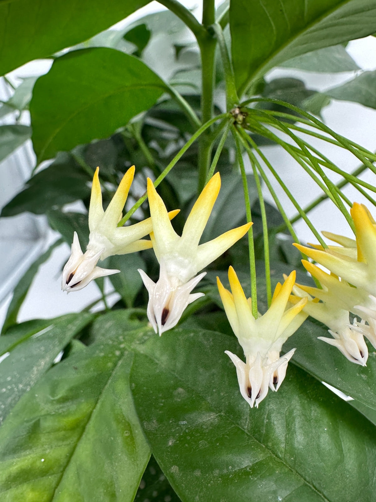 Multiflora Silver (Shooting Star) - Live Hoya 4"