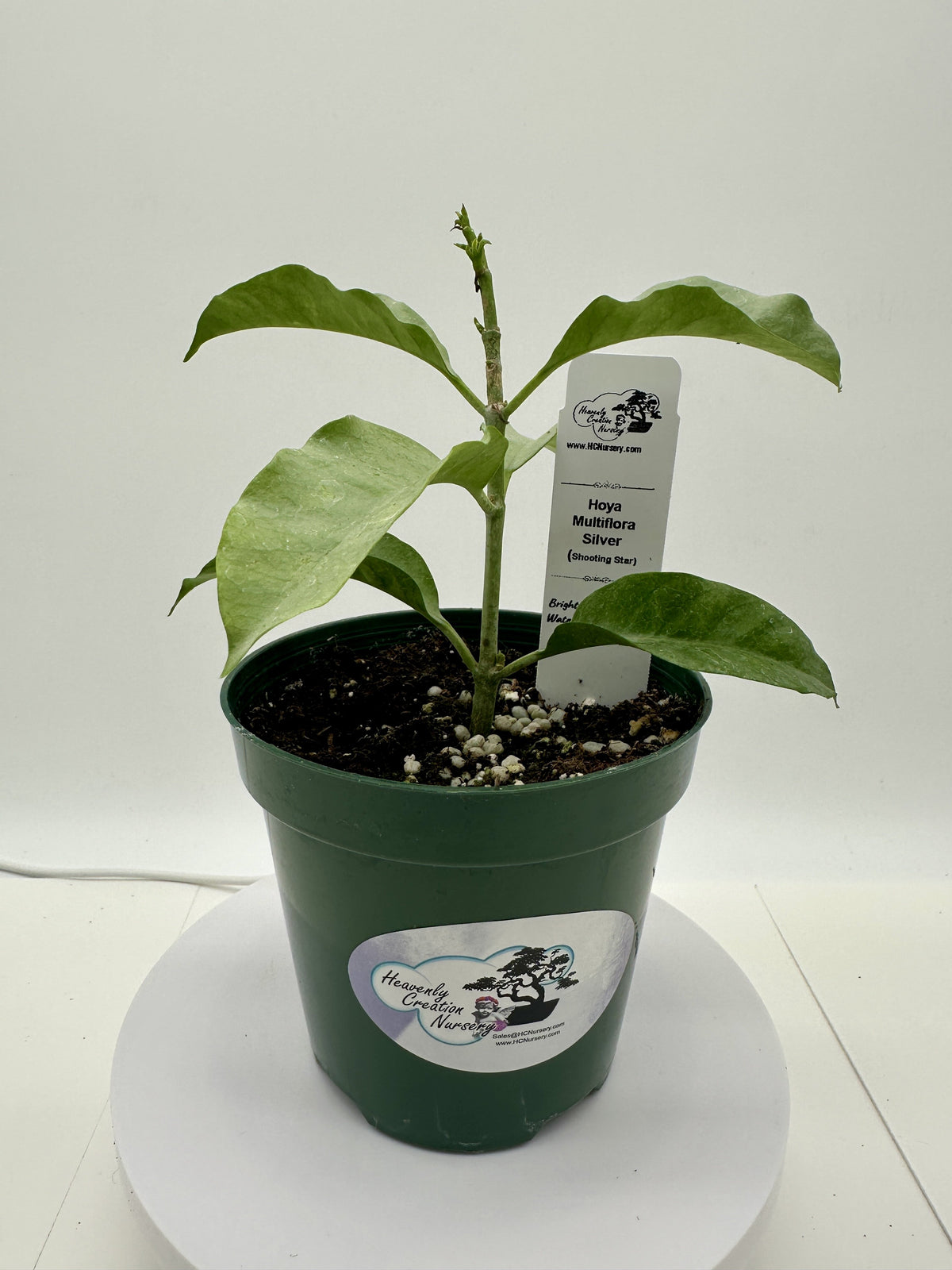 Multiflora Silver (Shooting Star) - Live Hoya 4"