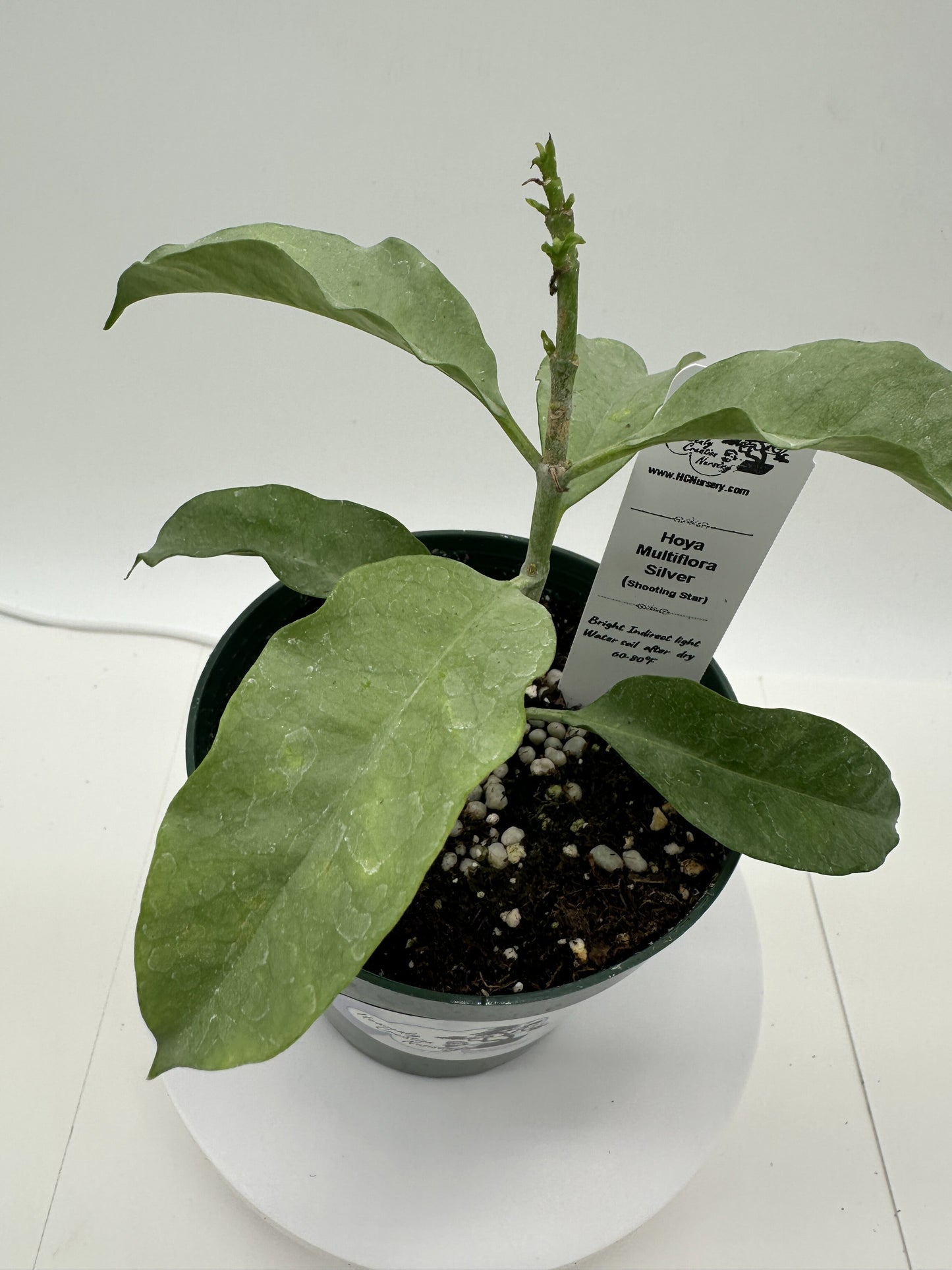 Multiflora Silver (Shooting Star) - Live Hoya 4"