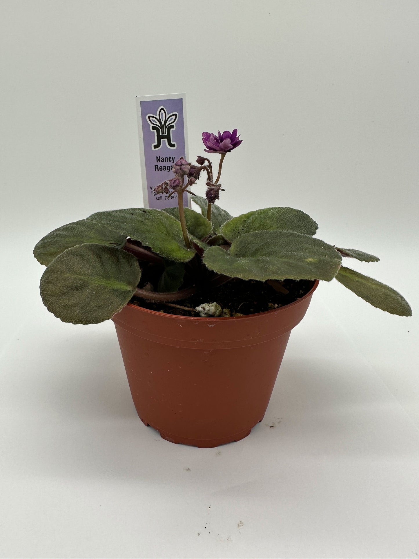 Nancy Reagan - Live African Violet 4"