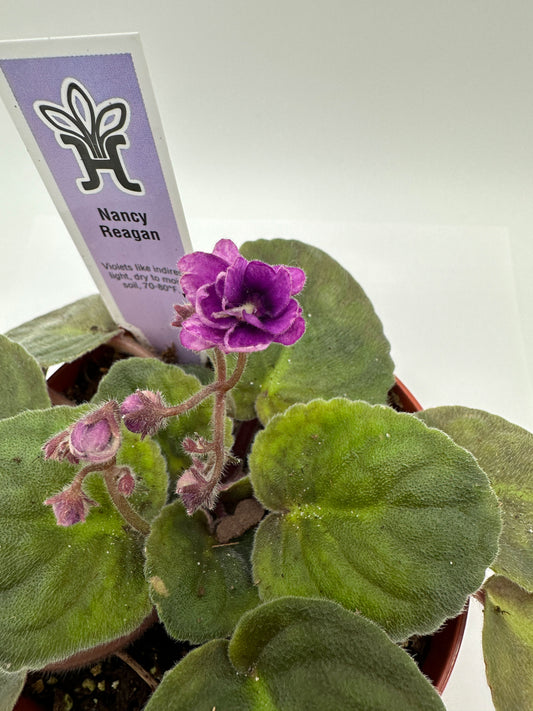 Nancy Reagan - Live African Violet 4"