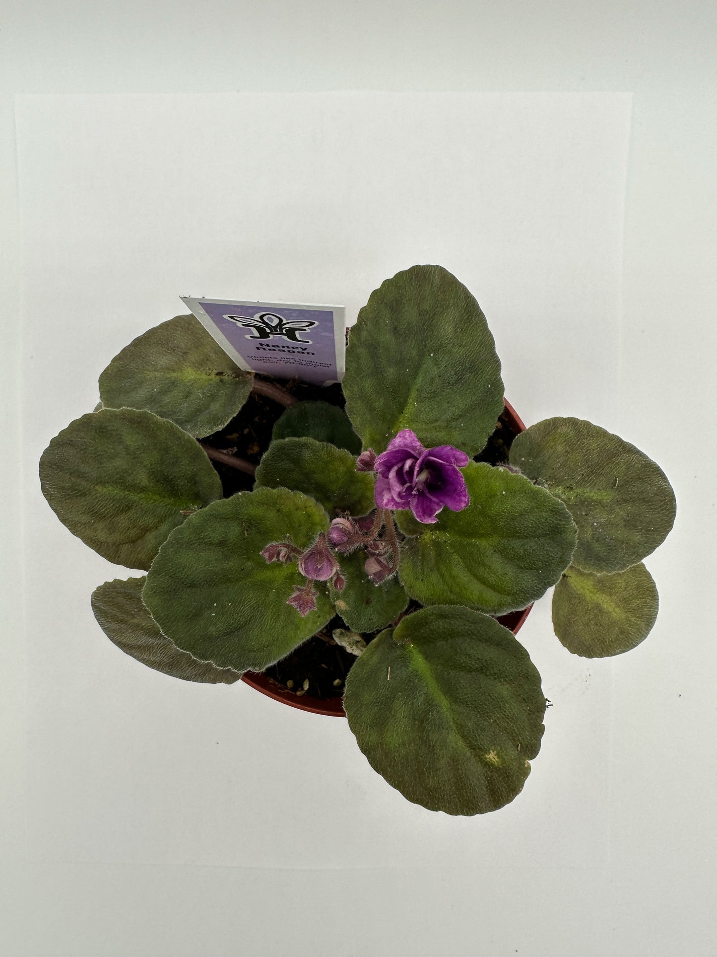 Nancy Reagan - Live African Violet 4"