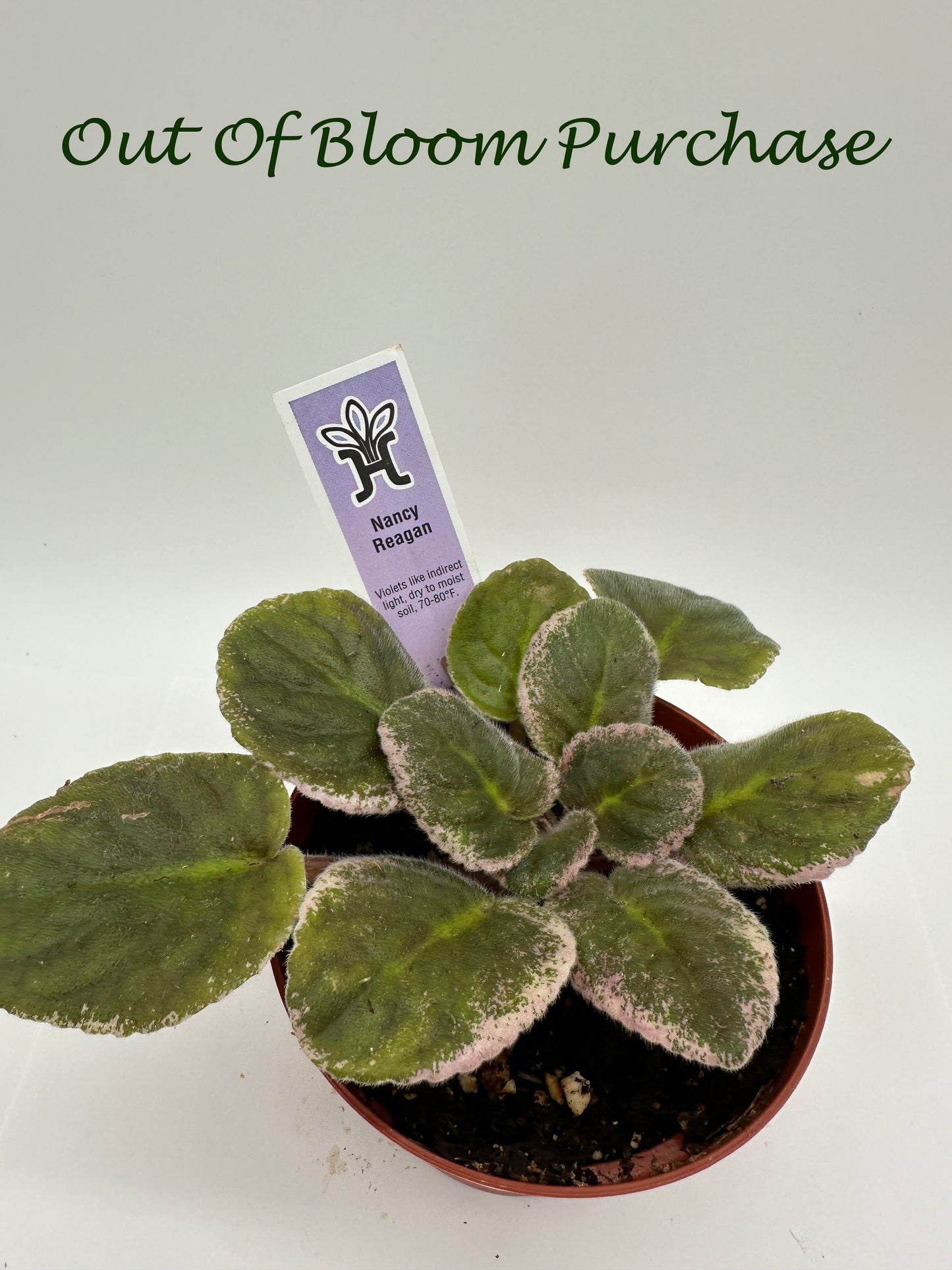 Nancy Reagan - Live African Violet 4"