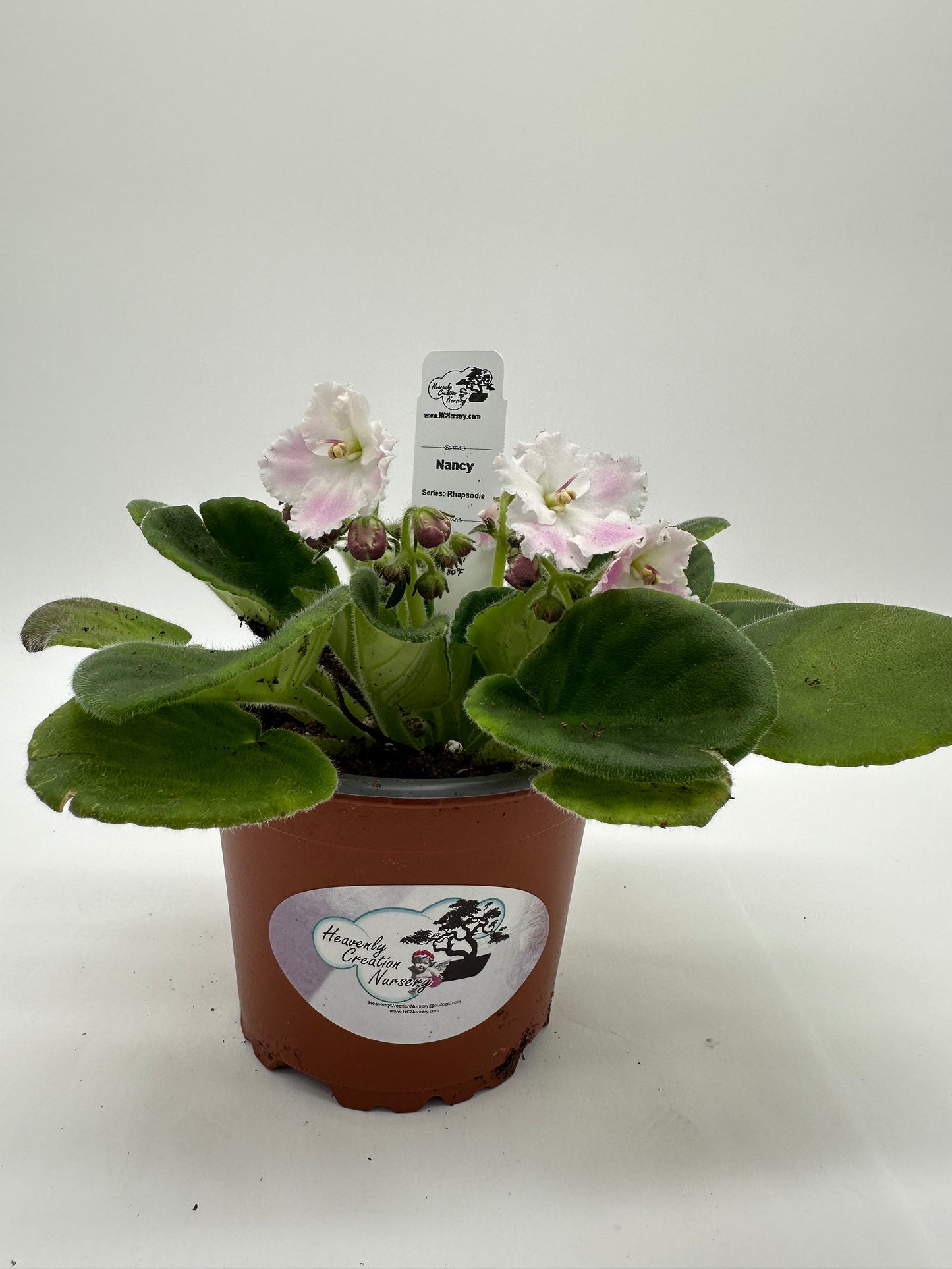 Nancy - Live African Violet 4" - Series: Rhapsodie