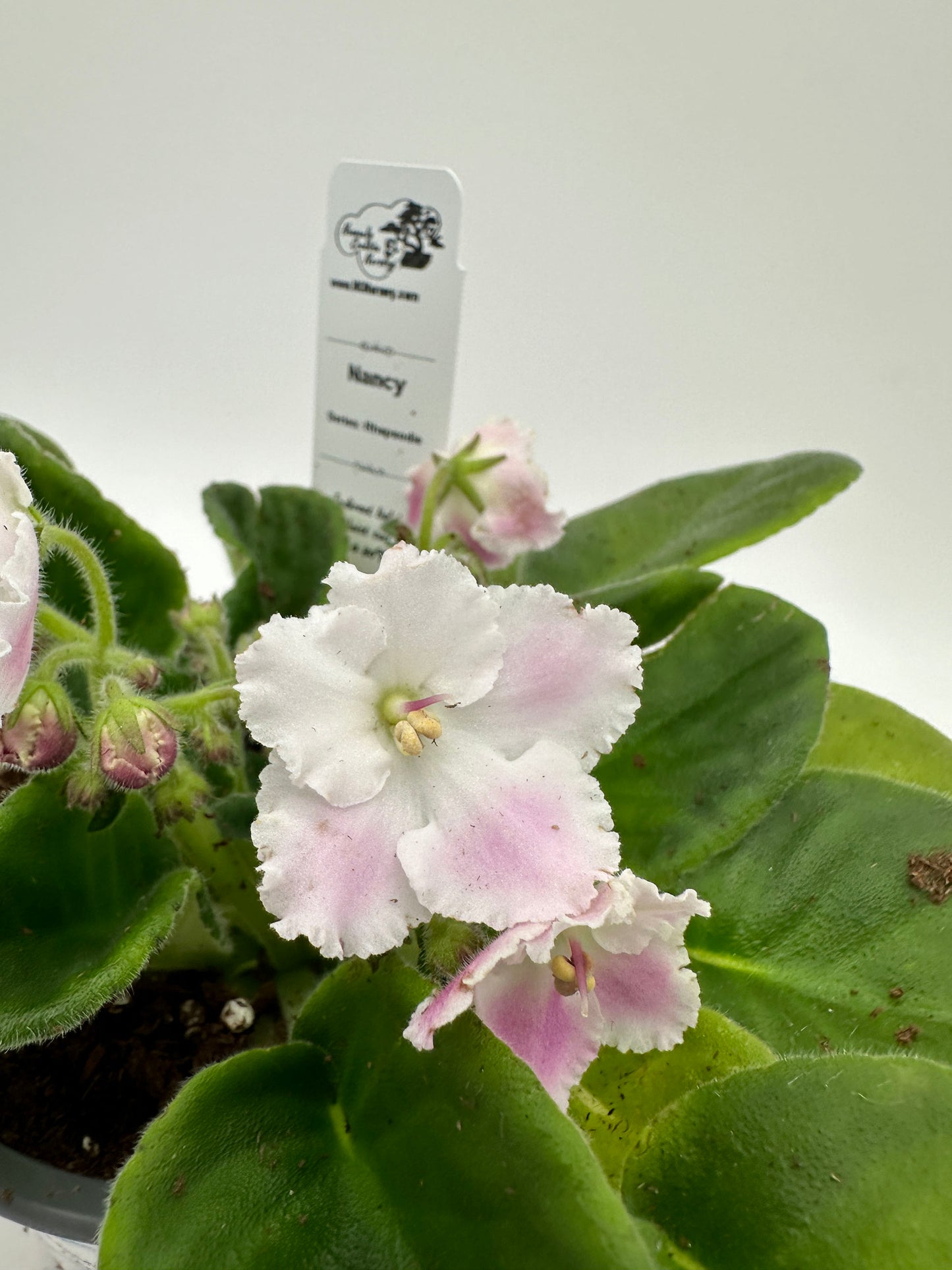 Nancy - Live African Violet 4" - Series: Rhapsodie