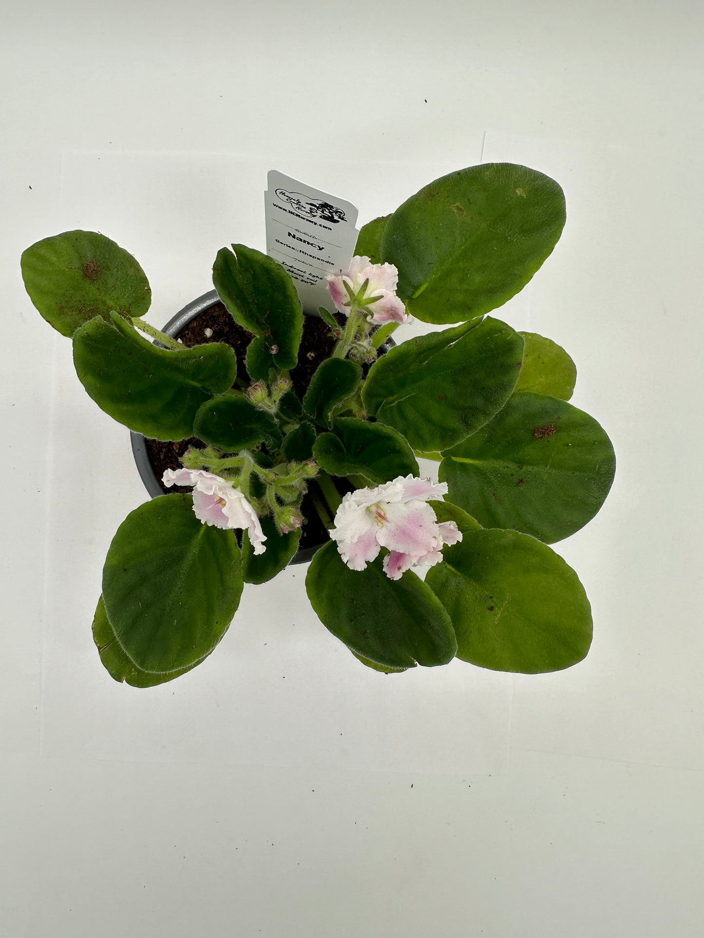 Nancy - Live African Violet 4" - Series: Rhapsodie