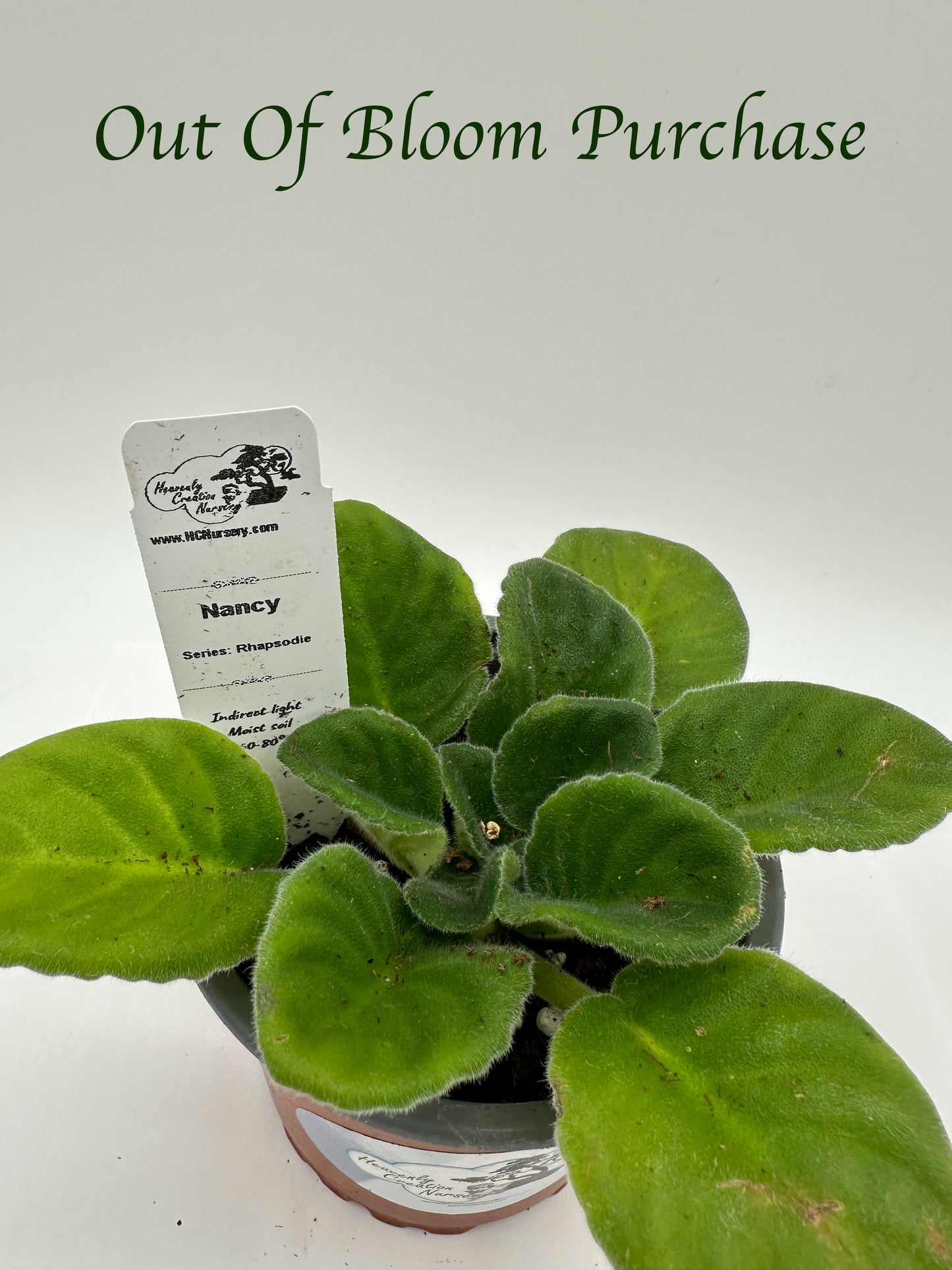 Nancy - Live African Violet 4" - Series: Rhapsodie