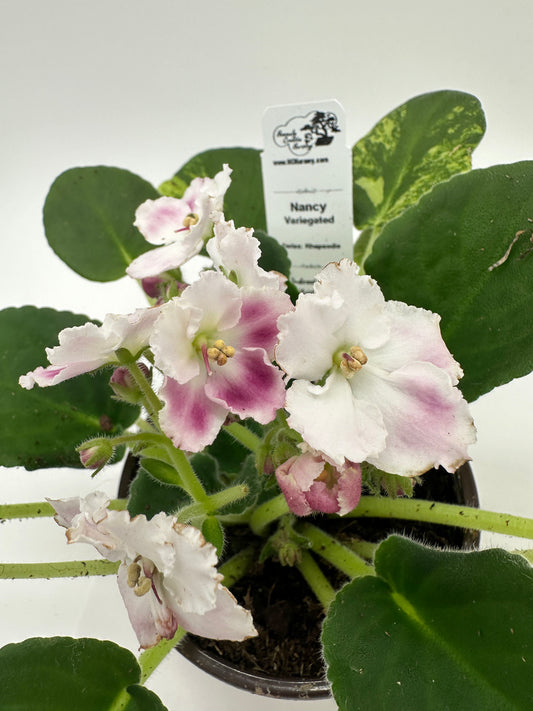 Nancy - Variegated (Rare) - Live African Violet 4" - Series: Rhapsodie