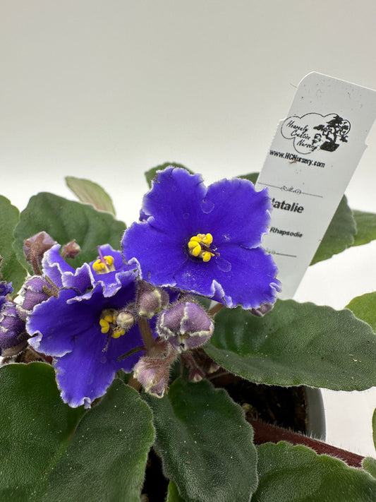 Natalie - Live African Violet 4" - Series: Rhapsodie