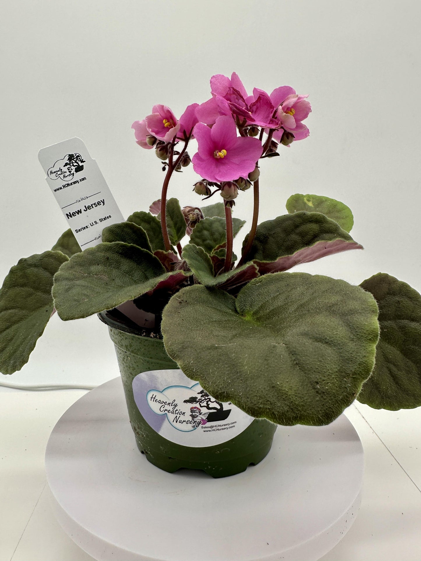 New Jersey - Live African Violet 4" - Series: U.S. States