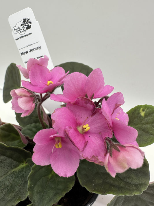 New Jersey - Live African Violet 4" - Series: U.S. States