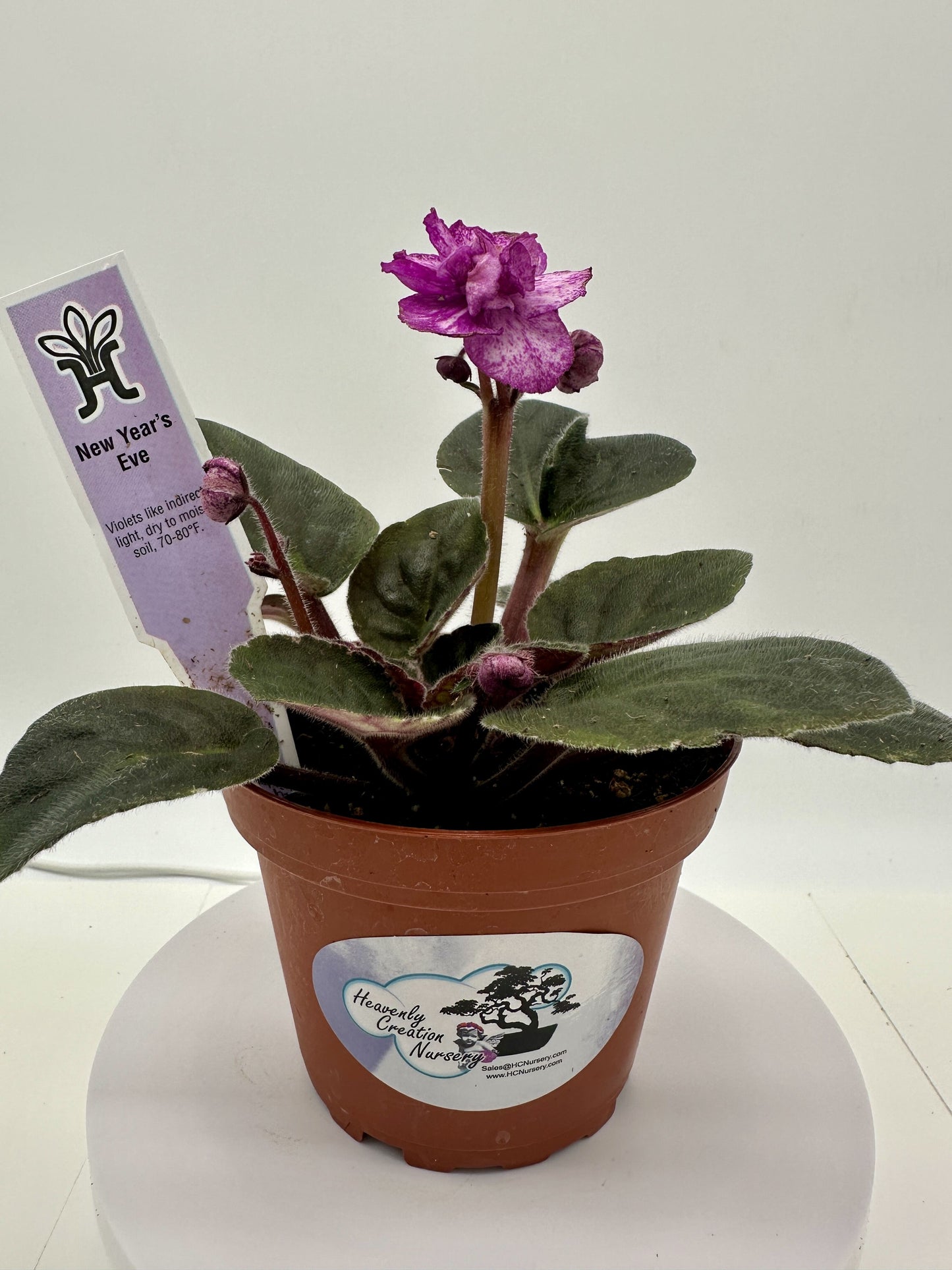 New Year's Eve - Live African Violet 4"