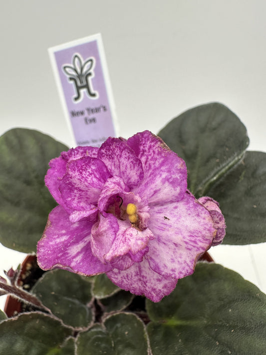 New Year's Eve - Live African Violet 4"