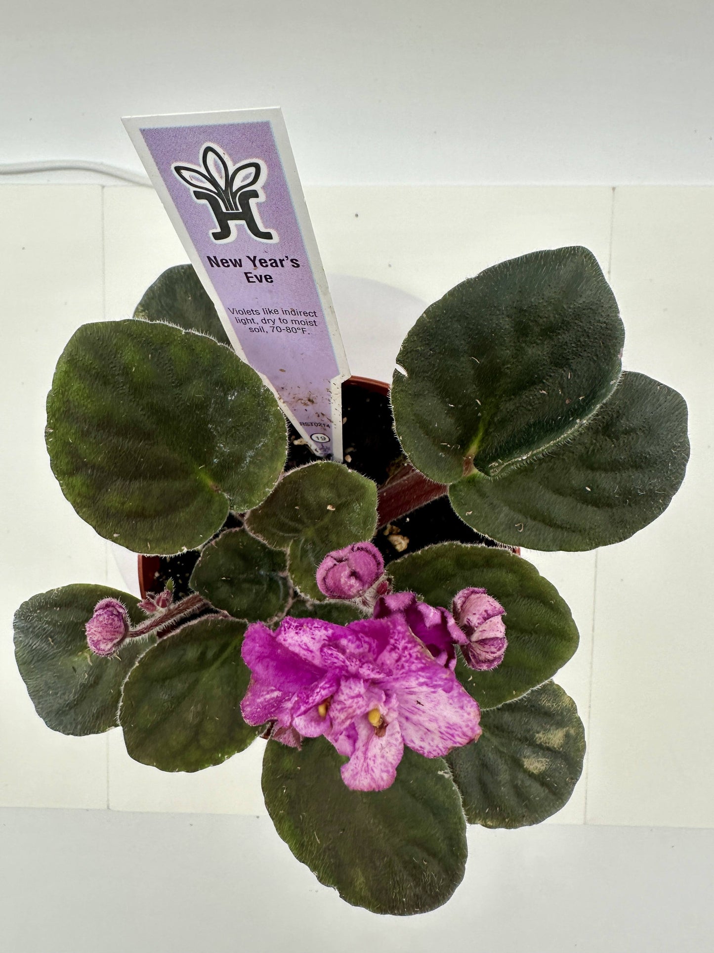 New Year's Eve - Live African Violet 4"