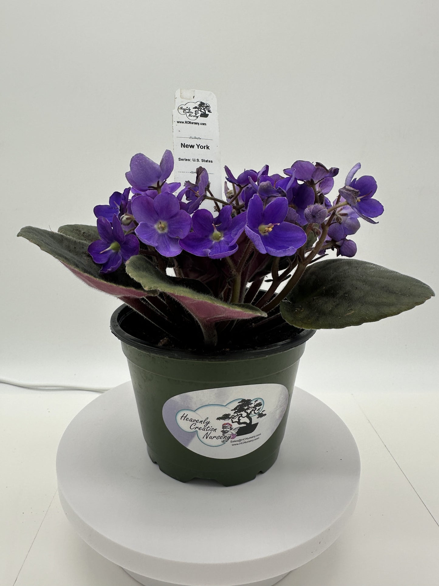 New York - Live African Violet 4" - Series: U.S. States