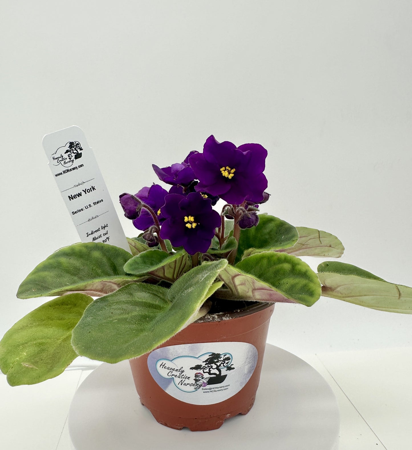 New York - Live African Violet 4" - Series: U.S. States